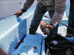 Dormitator latifrons