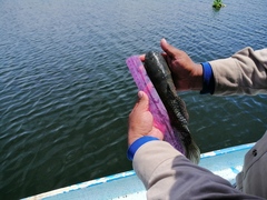 Dormitator latifrons