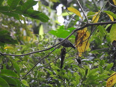 Myrmotherula unicolor