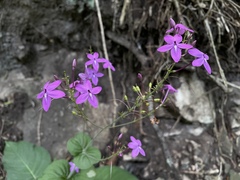 Pseuderanthemum alatum