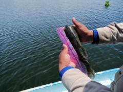 Dormitator latifrons