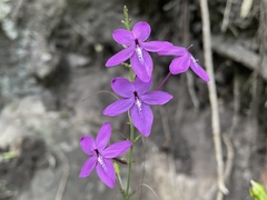 Pseuderanthemum alatum