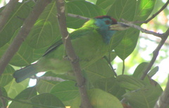 Psilopogon asiaticus