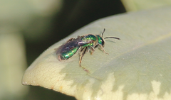 Callistochlora chloris