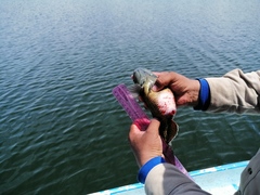 Dormitator latifrons