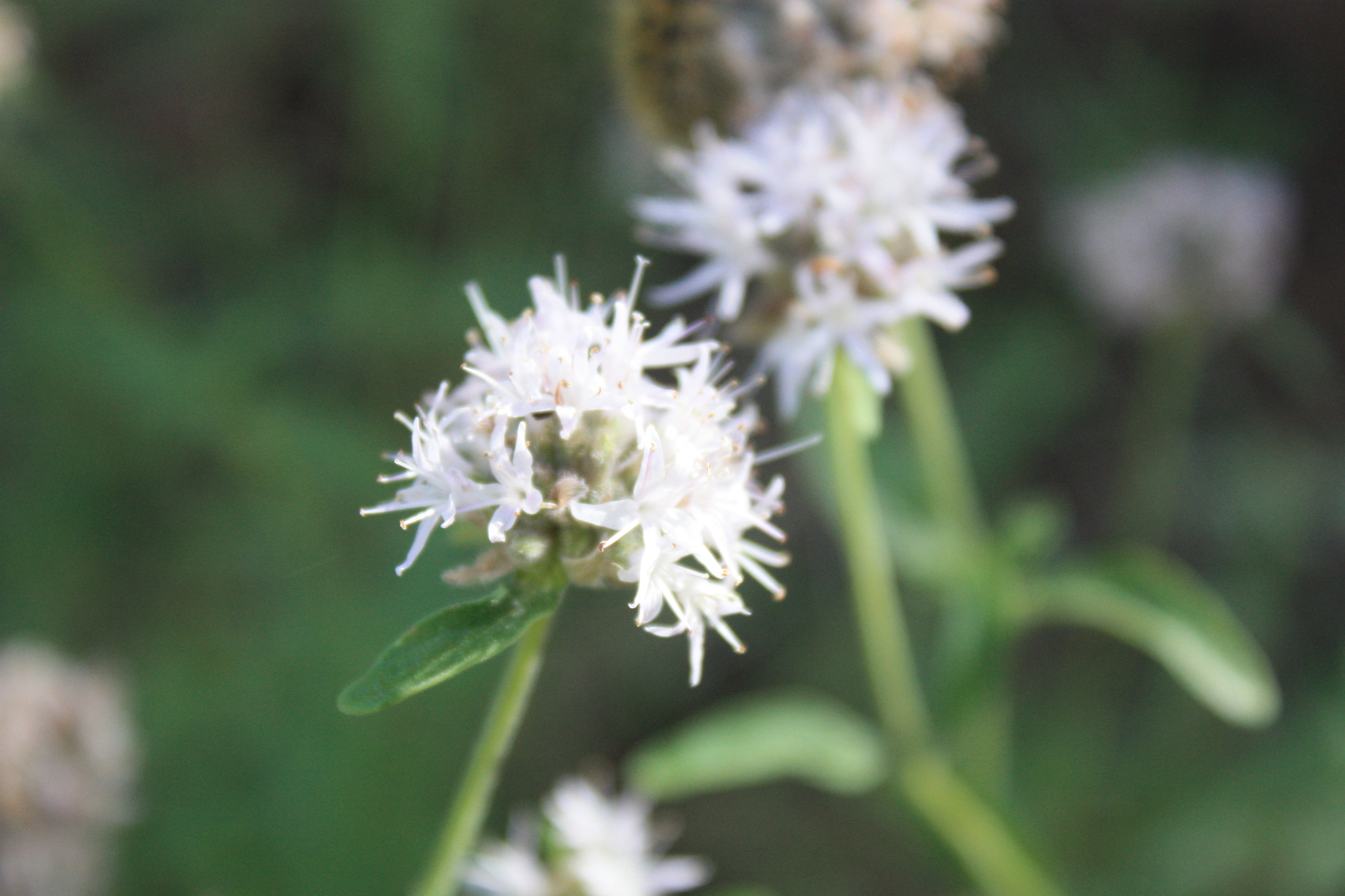 Monardella odoratissima ssp. pallida