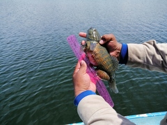 Dormitator latifrons