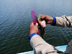 Dormitator latifrons