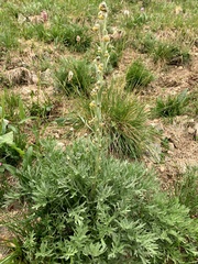 Artemisia norvegica