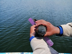 Dormitator latifrons