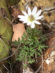 Anemone tuberosa