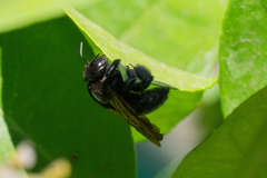 Xylocopa sonorina