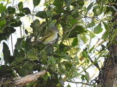 Phyllomyias griseocapilla