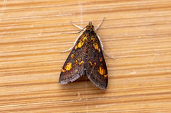 Pyrausta orphisalis