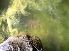 Procambarus simulans