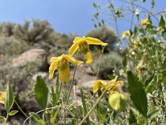 Clematis orientalis