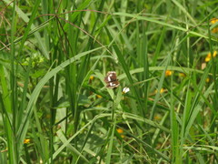 Castilia