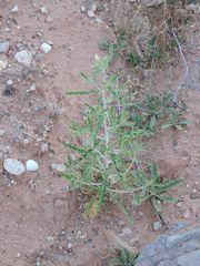 Mentzelia multiflora