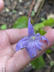 Ruellia intermedia