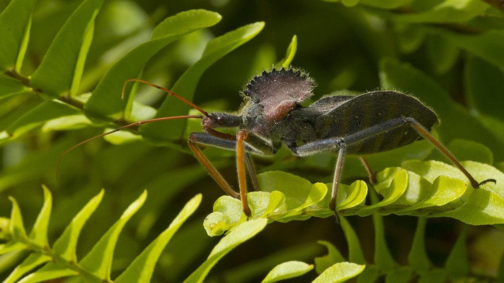 Arilus gallus