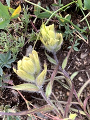 Castilleja puberula
