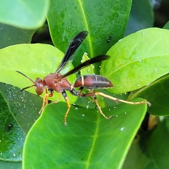 Polistes fuscatus