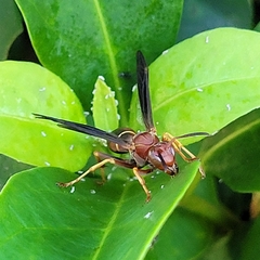 Polistes fuscatus