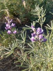 Lupinus caudatus caudatus