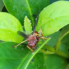 Polistes fuscatus