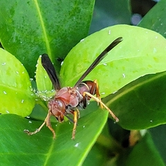 Polistes fuscatus