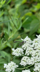 Gasteruption assectator