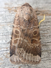 Abagrotis scopeops