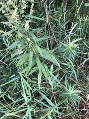Artemisia serrata