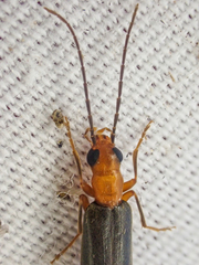 Xanthochroina bicolor