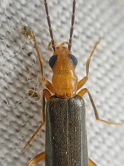 Xanthochroina bicolor