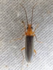 Xanthochroina bicolor