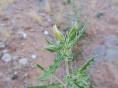 Mentzelia multiflora
