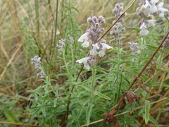 Nepeta nepetella