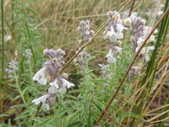 Nepeta nepetella
