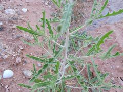 Mentzelia multiflora