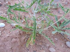 Mentzelia multiflora