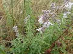 Nepeta nepetella
