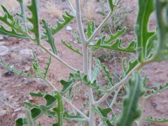 Mentzelia multiflora