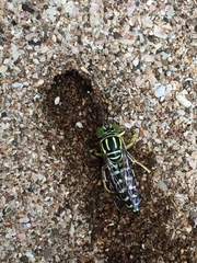 Stictia