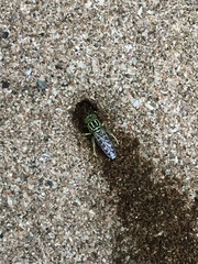 Stictia