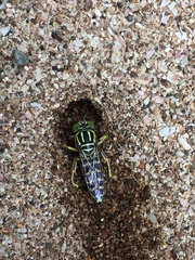 Stictia