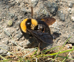 Bombus argillaceus