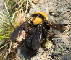 Bombus argillaceus