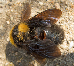 Bombus argillaceus