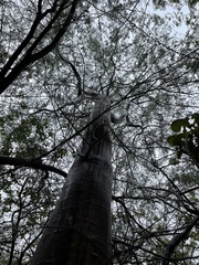 Havardia mexicana